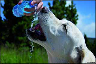 Witte labrador drinkt uit fles water van baasje